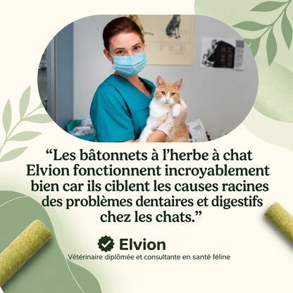 Bâtons de dentition en herbe pour chats