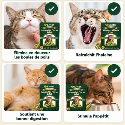 Bâtons de dentition en herbe pour chats