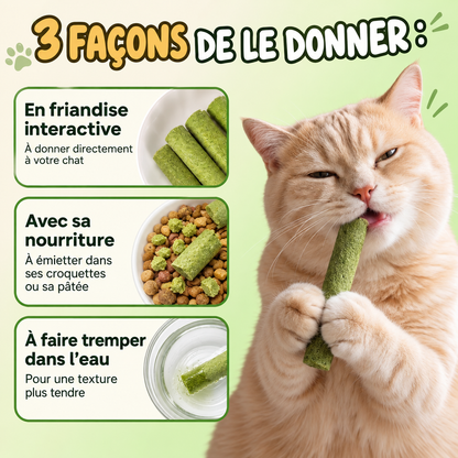 Bâtons de dentition en herbe pour chats